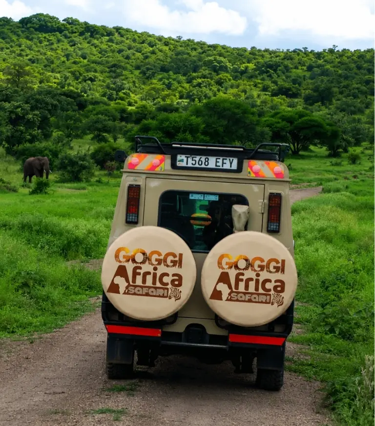 Goggi Africa Safari vehicle stopping for an elephant on a green track