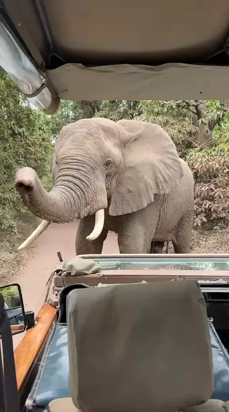 Elephant close to an open Goggi safari vehicle