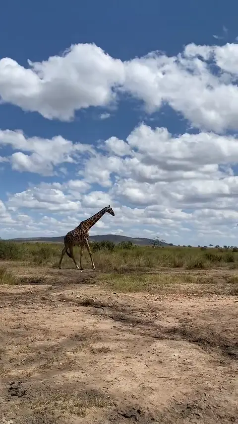 Giraffe walking across the plains under a big sky