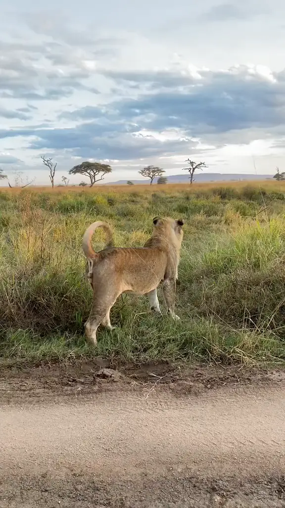 Lion crossing the grass beside the track