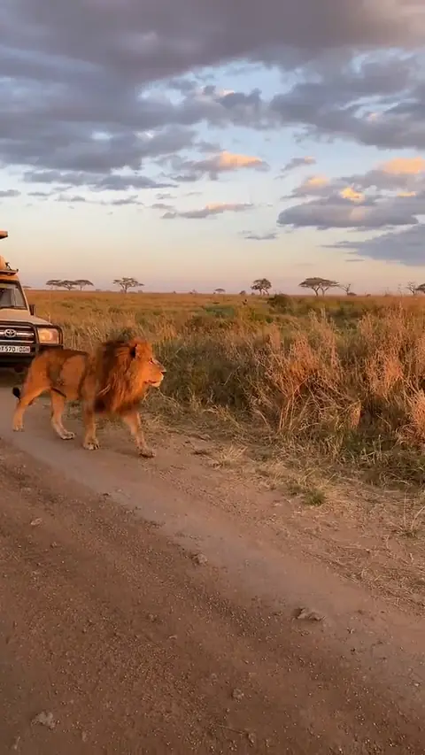 Lion walking along the track at sunset, seen from a Goggi vehicle