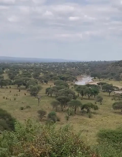 View over the Tarangire River and the acacia woodland