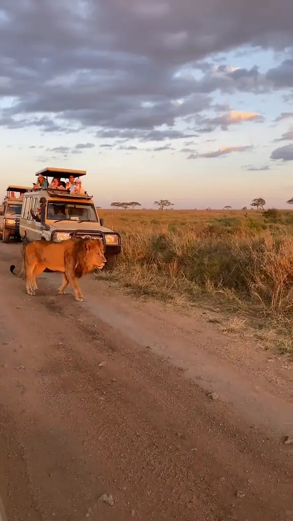 Founder & safari specialist, Arusha