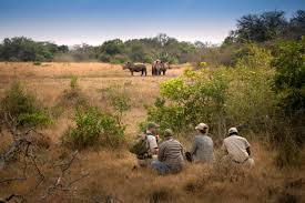 🥾 Walking Safaris