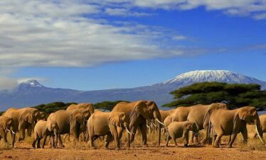 Tarangire National Park Day Trip (Private Safari)