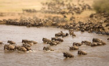 5 Days Great Wildebeest Migration Safari (5 Days / 4 Nights)