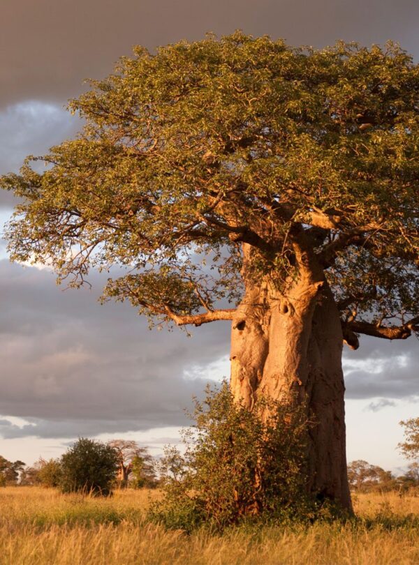 boabab-tarangire-national-park
