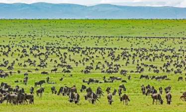 4 Days Tanzania Safari Tours (4 Days / 3 Nights)
