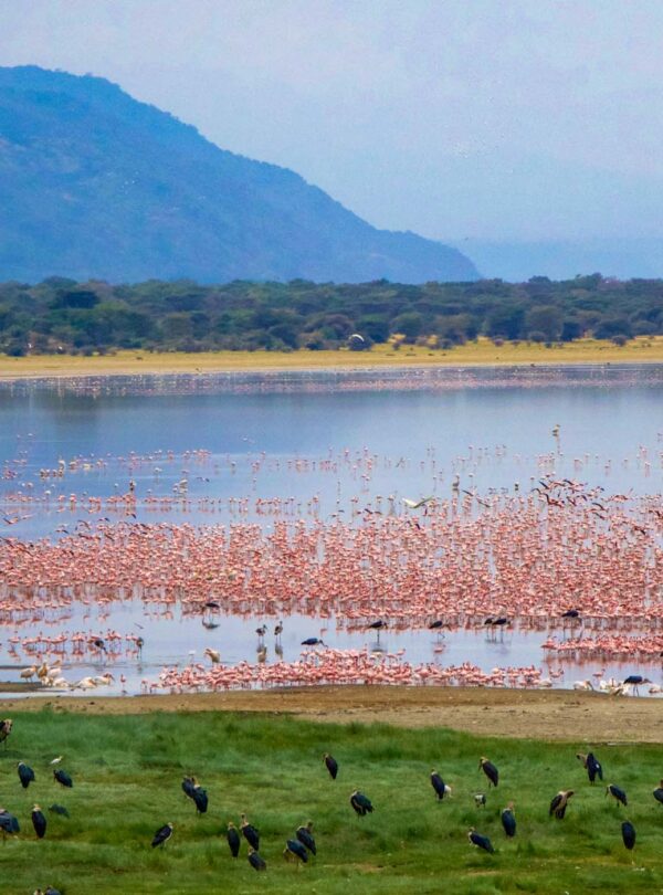 lake-manyara-1