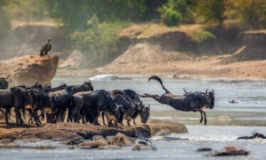 5-Day Wildebeest Migration Safari – From Zanzibar