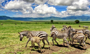 8 Days Tanzania Safari Experience (8 Days / 7 Nights)