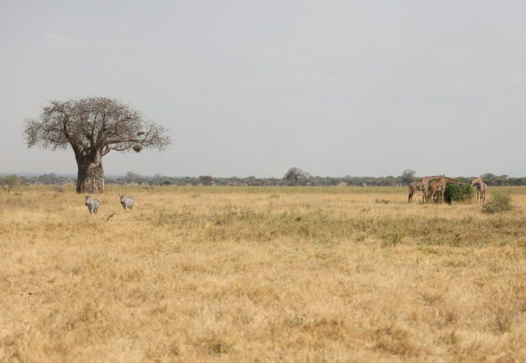 Elephants beside a baobab tree in the dry savannah