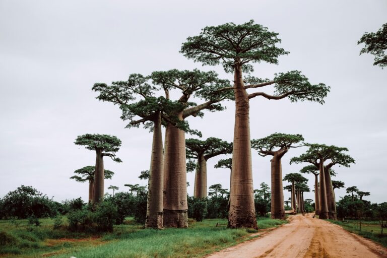 Dirt road through a grove of baobab trees
