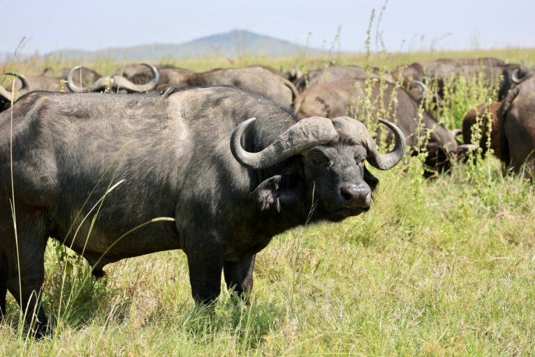 Herd of buffalo on the plains