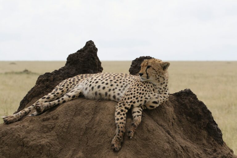 Cheetah resting on a rock in the Serengeti