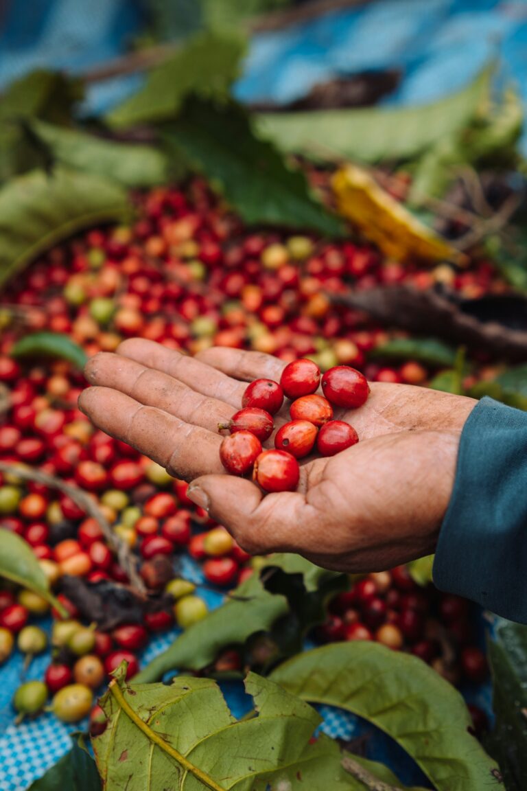 Hand holding freshly picked coffee cherries