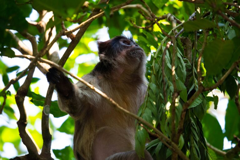 Red colobus monkey in the forest