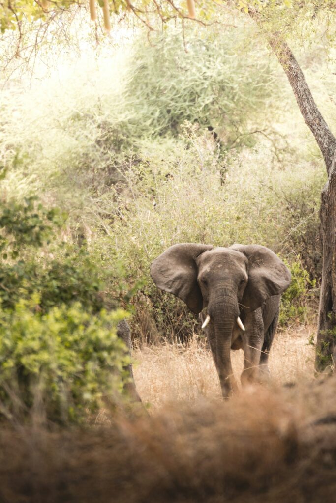 Elephant walking through the bush