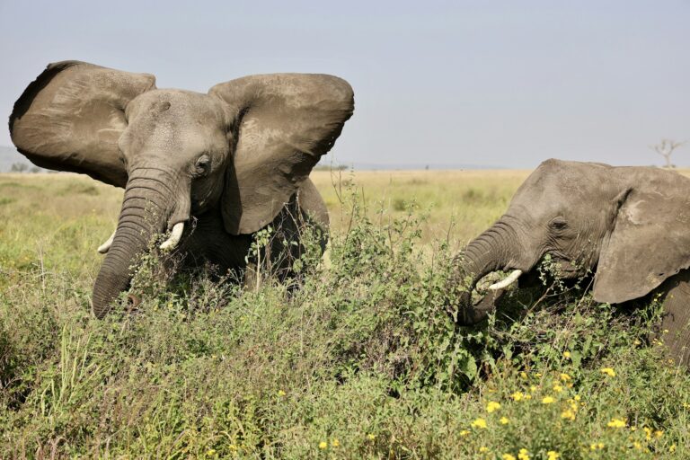 Elephant family walking through the savannah