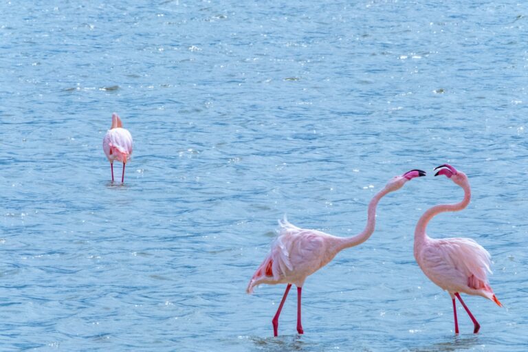 Two flamingos standing in shallow water