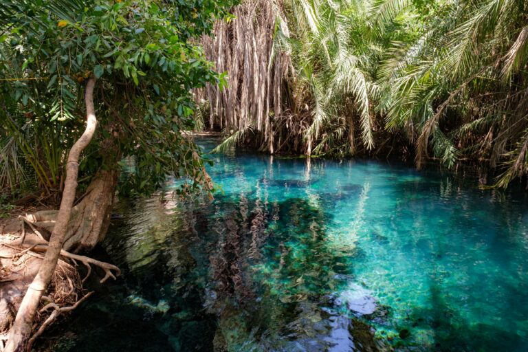 Clear blue spring water surrounded by trees