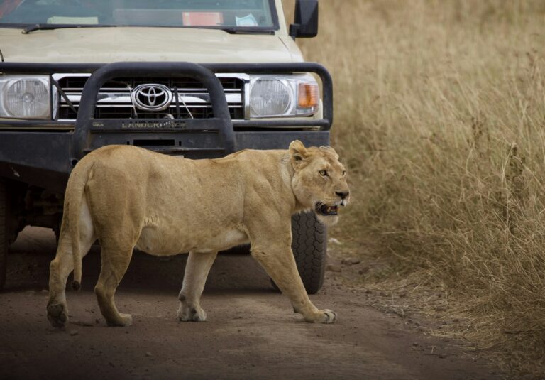 Lion crossing the track in front of a safari vehicle in the Serengeti