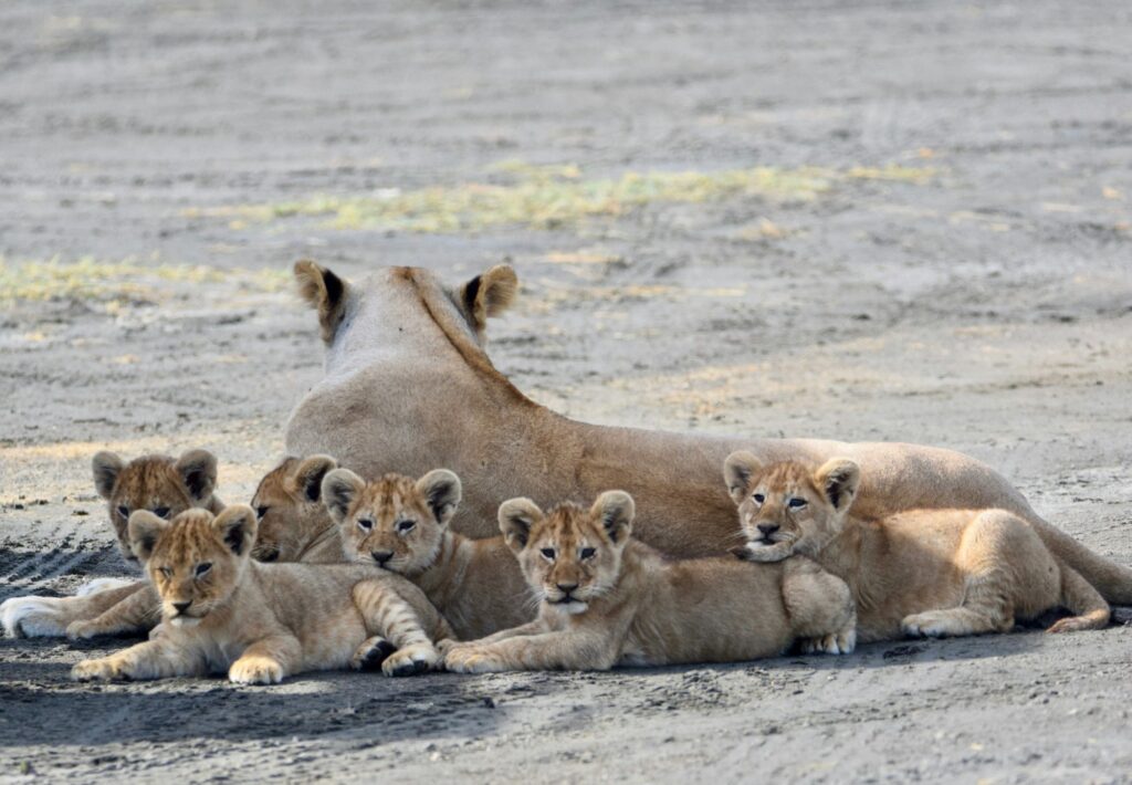 Lioness resting with her cubs