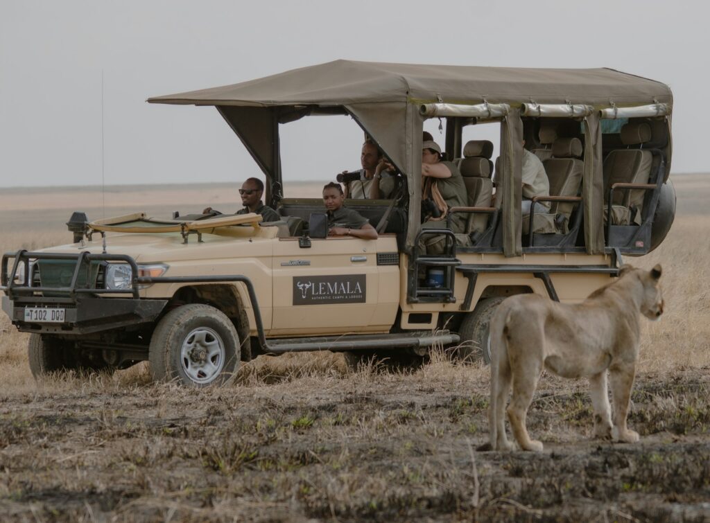 Safari vehicle watching a lioness on the Serengeti plains