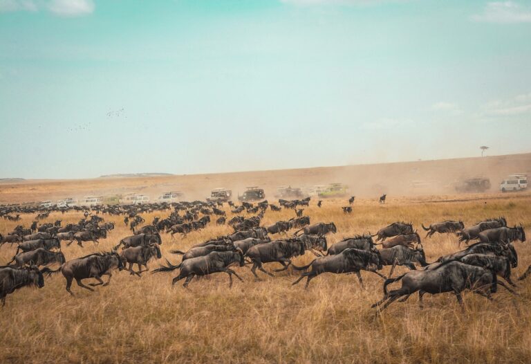 Wildebeest running across dry plains during the migration
