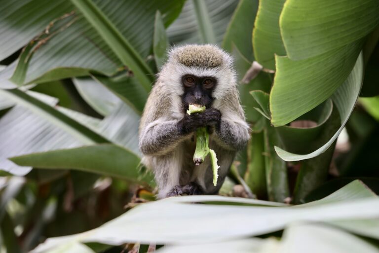 Monkey eating leaves in the forest