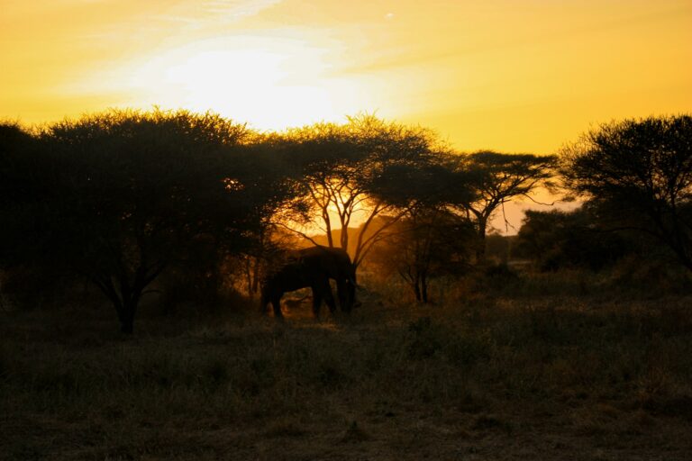 Golden sunset over the silhouetted Serengeti savannah