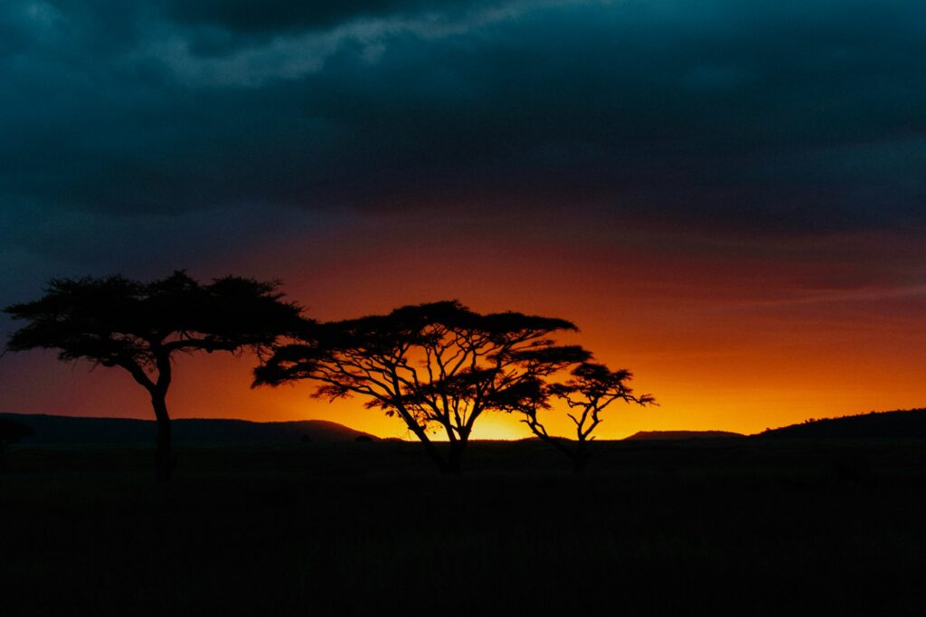 Acacia trees silhouetted at sunset in the Serengeti