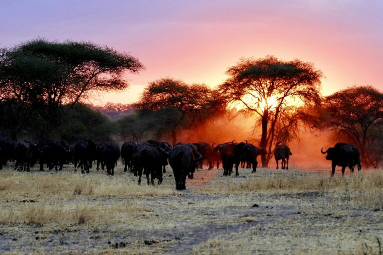 Buffalo herd walking through the grass at sunset in Tarangire