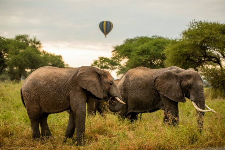 Two elephants standing in tall grass