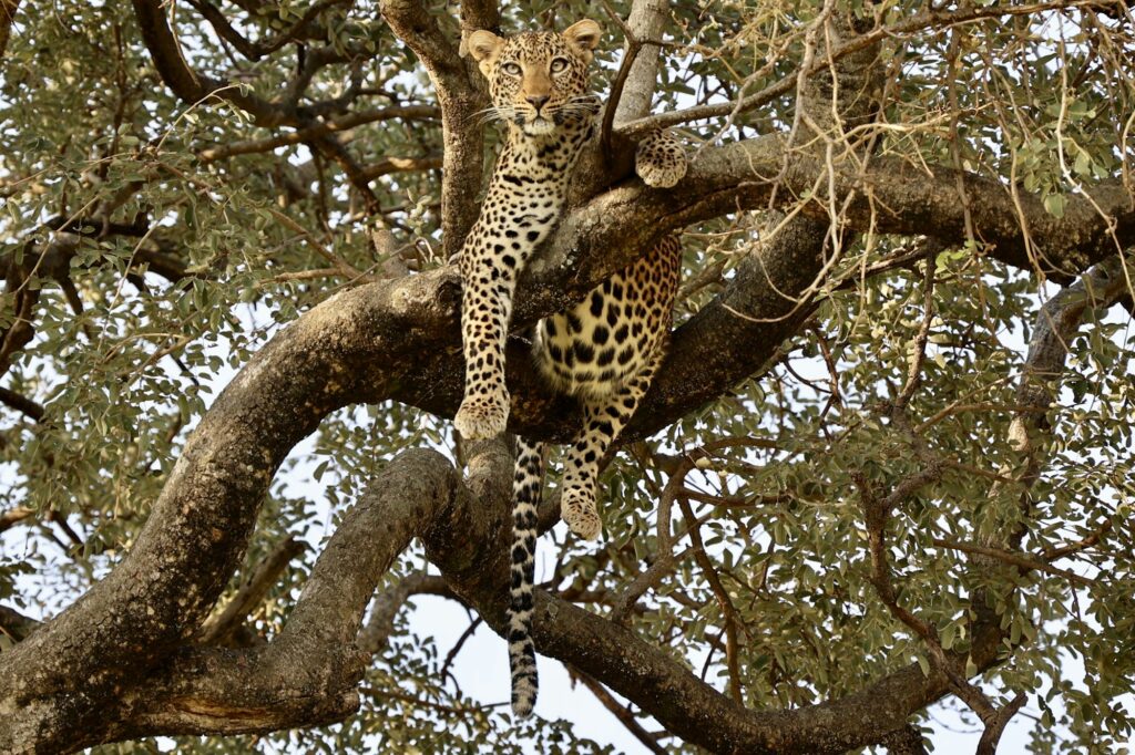 Leopard resting in a tree, Tarangire