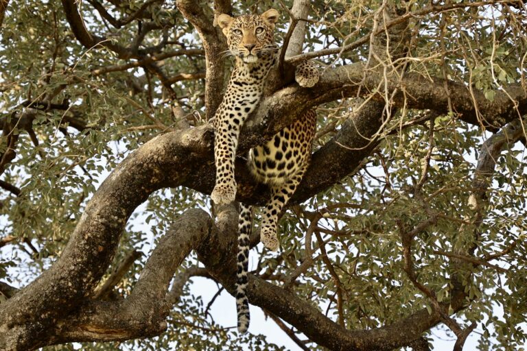 Leopard resting in a tree, Tarangire