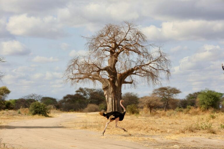 Ostrich crossing a track in Tarangire National Park
