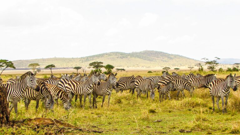 Zebra on golden grass