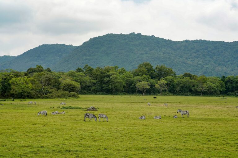 Herd of zebras on green grassland