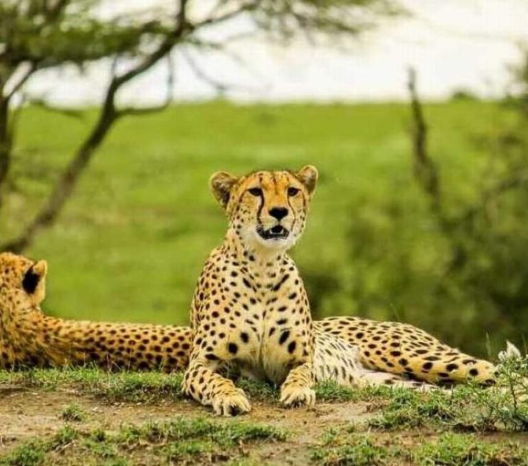 9-Days-Tanzania-Tarangire-Ngorongoro-Serengeti-Safari-1-1-1200x764