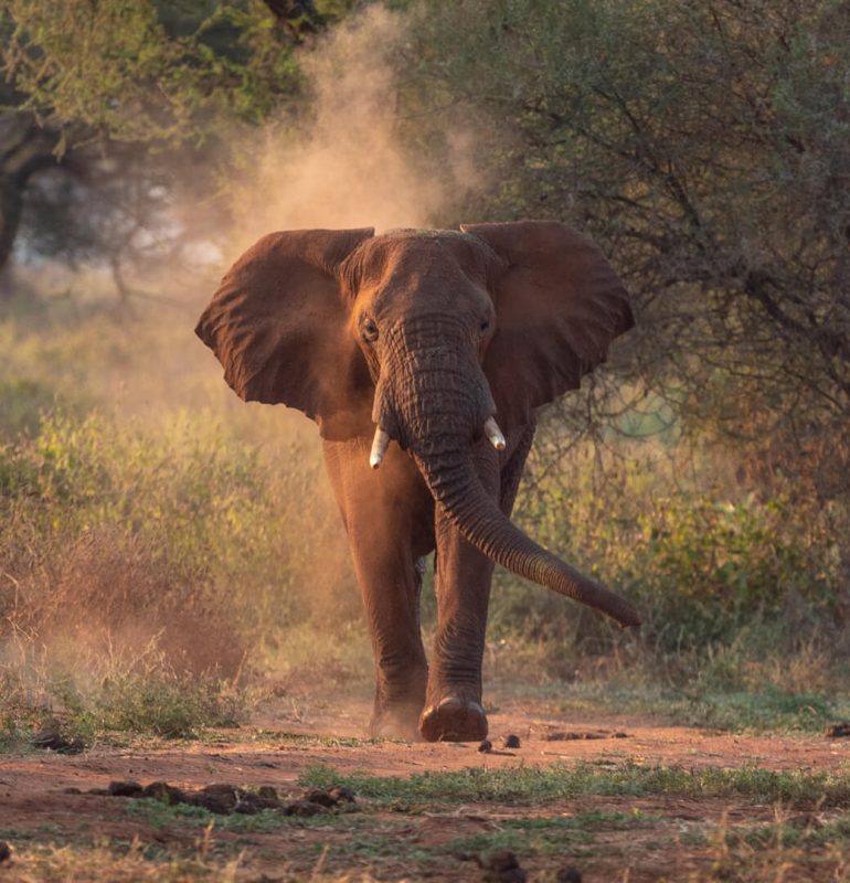 An-elephant-in-Tarangire-National-Park-Tanzania