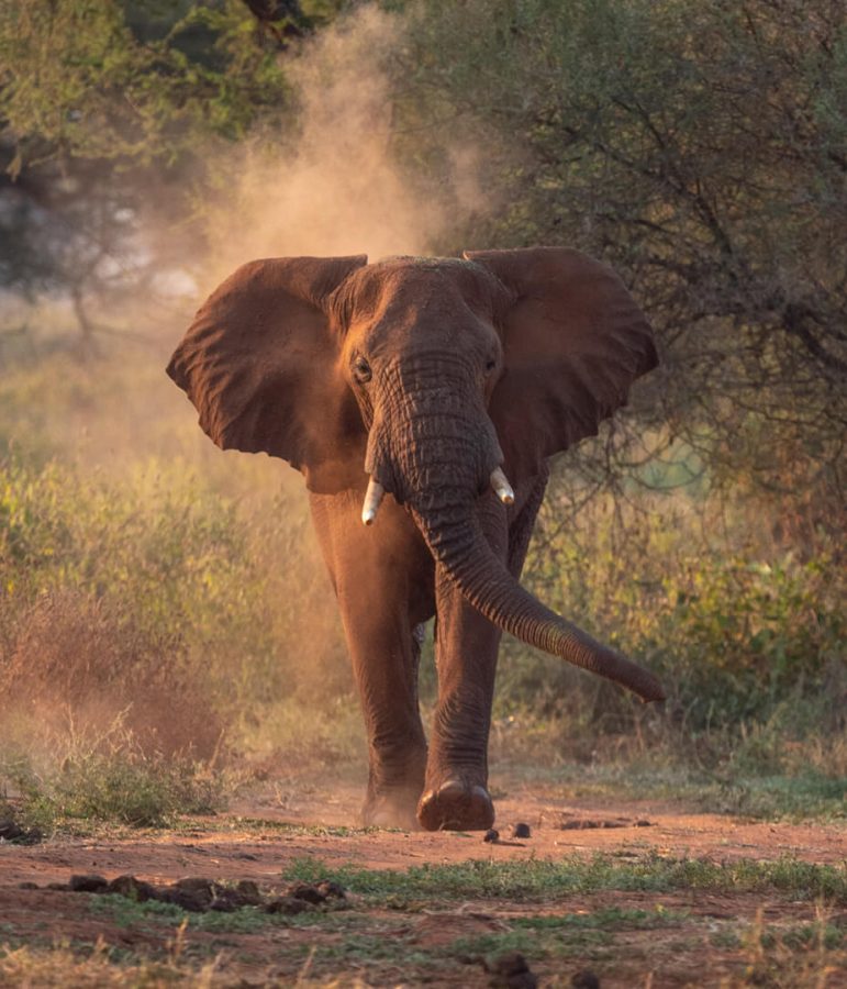 An-elephant-in-Tarangire-National-Park-Tanzania