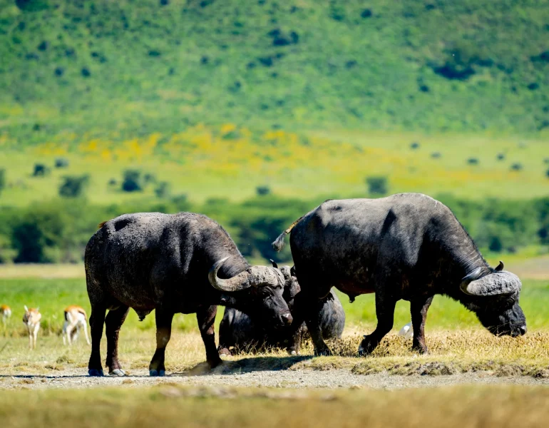 Buffalo-Ngorongoro-scaled