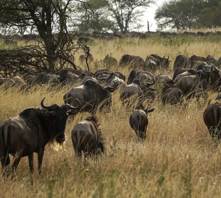 Elewana-Serengeti-Migration-Camp