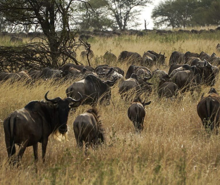 Elewana-Serengeti-Migration-Camp