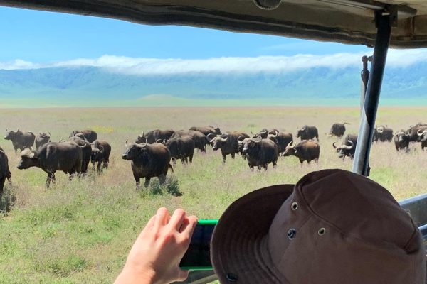 Ngorongoro Crater Day Trip