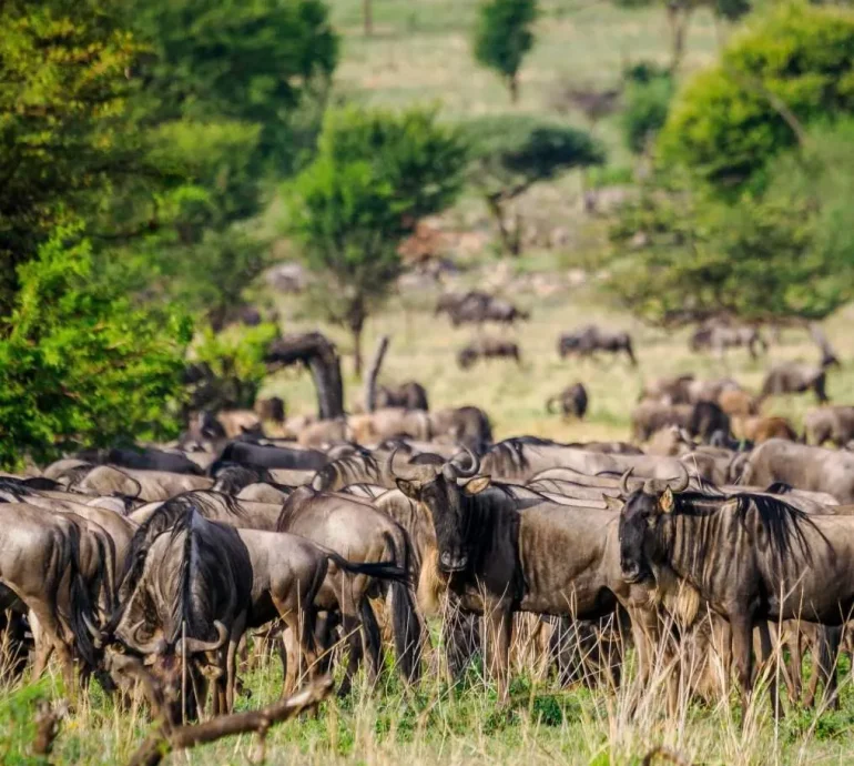 Serengeti-National-Park-Tanzania-Book-best-Kenya-safaris-Tanzania-safaris-and-Africa-safari-holidays-with-Africa-Kenya-Safaris-54-scaled