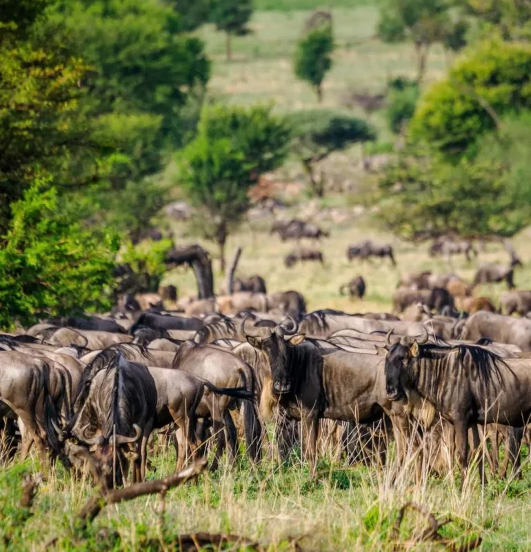 Serengeti-National-Park-Tanzania-Book-best-Kenya-safaris-Tanzania-safaris-and-Africa-safari-holidays-with-Africa-Kenya-Safaris-54-scaled