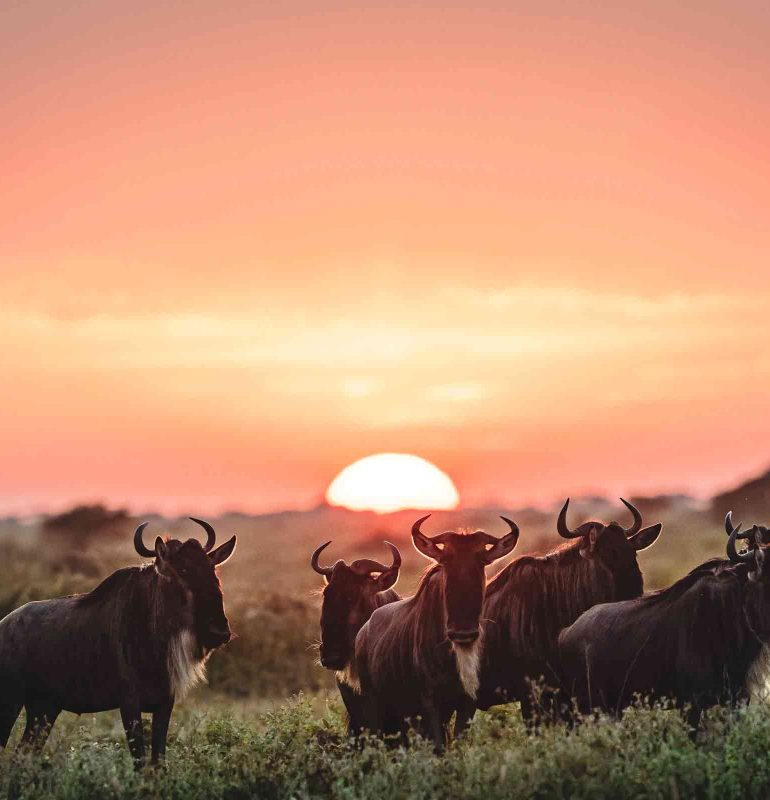 Southern-Serengeti-202538