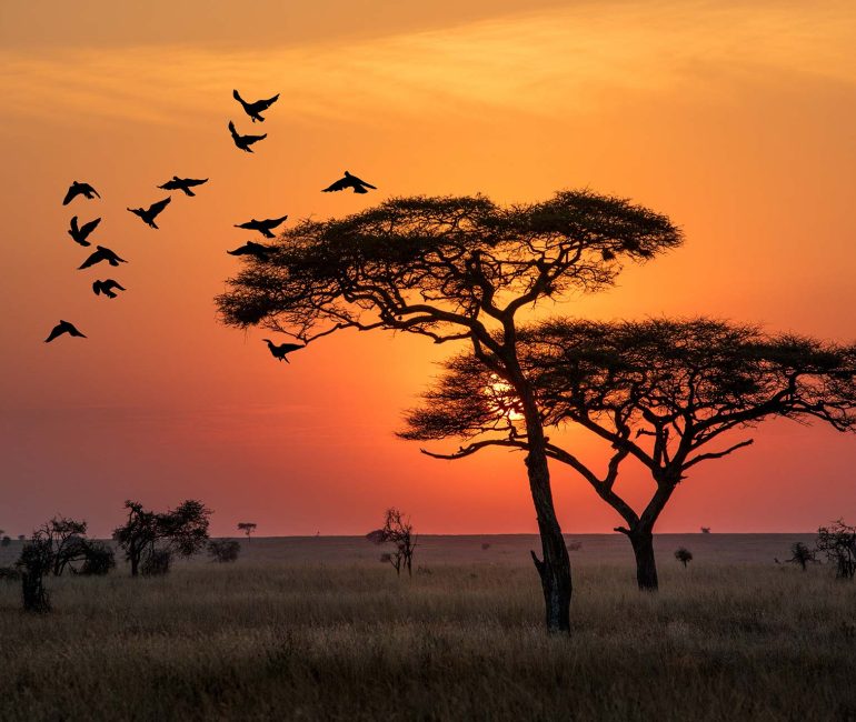 amazing-sunrise-in-serengeti-natural-park-of-tanzania-filling-good-in-the-morning-AdobeStock_237980048